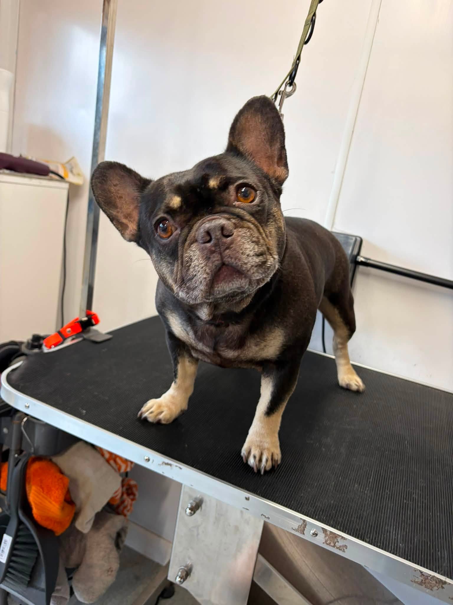 Dog after a visit to Pampered Pups