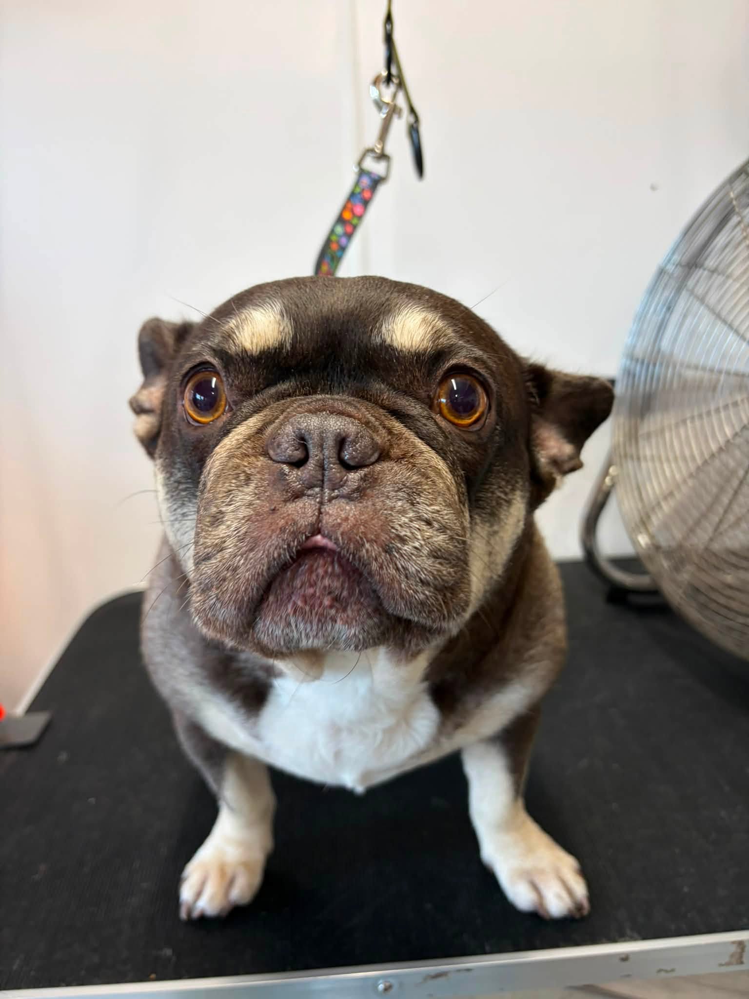 Happy Pampered Pups client