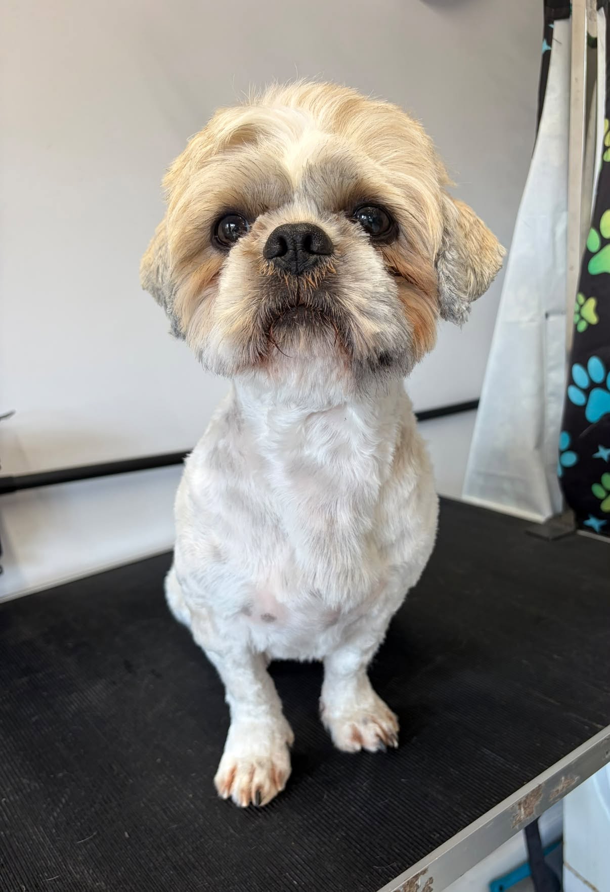 Freshly groomed pup