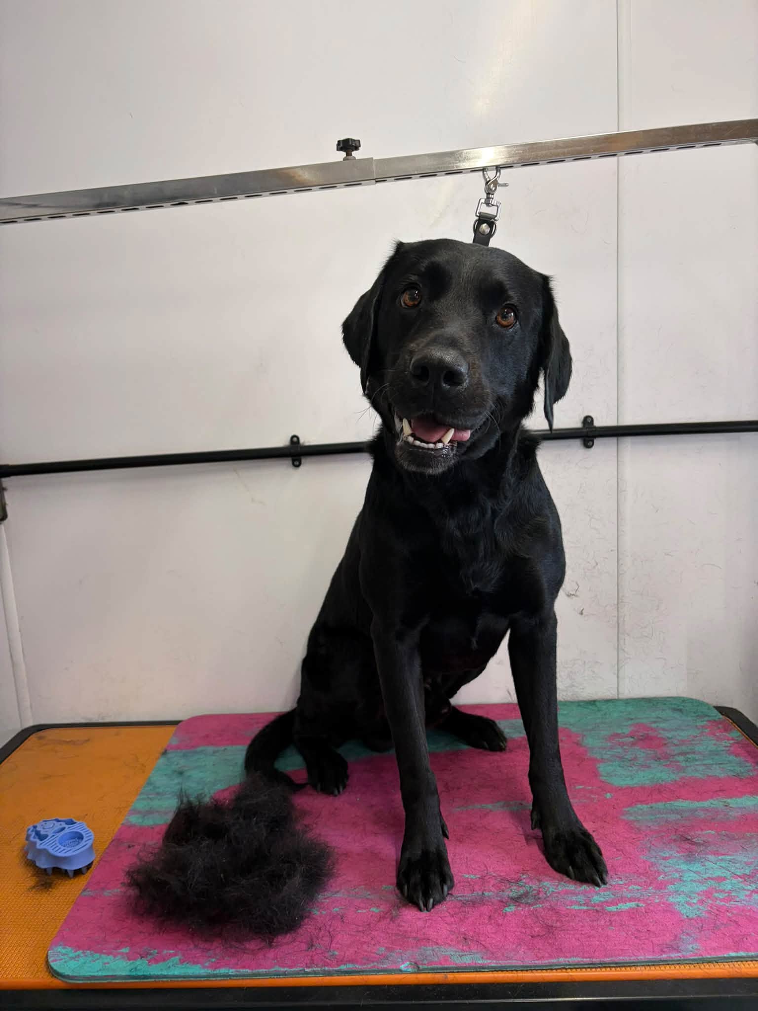 Happy dog after grooming