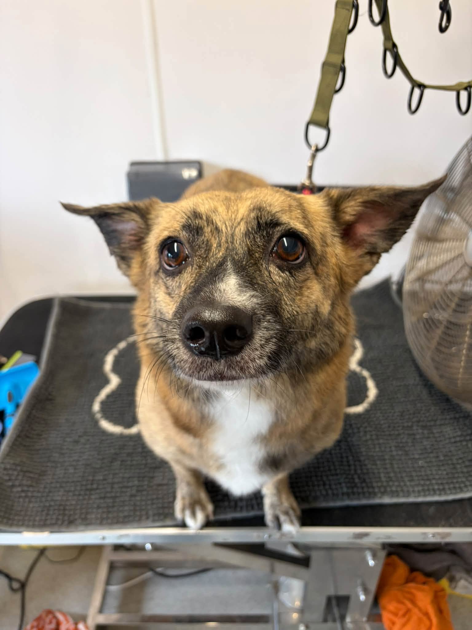 Dog freshly groomed at Pampered Pups