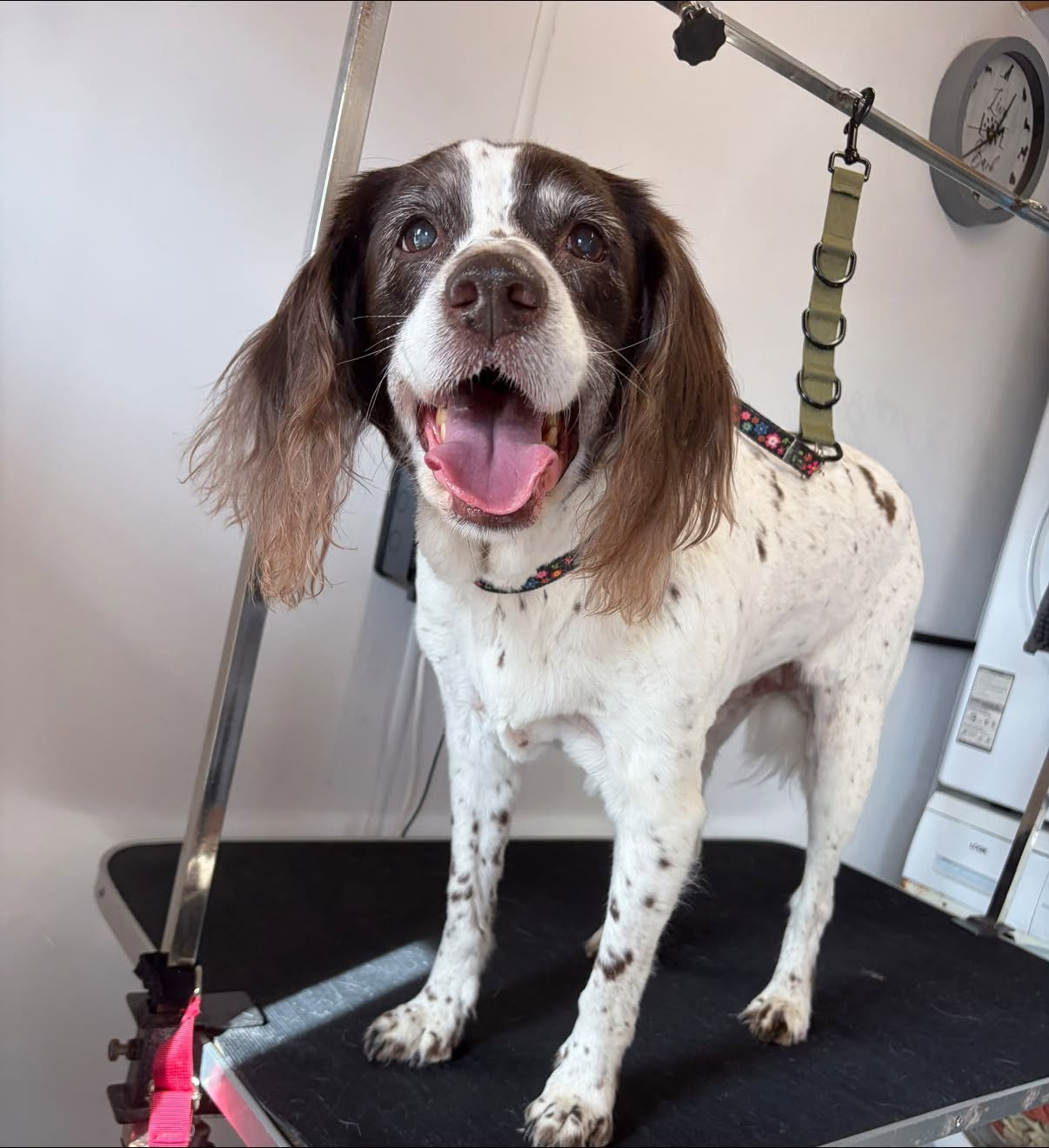 Pampered pup after a grooming visit