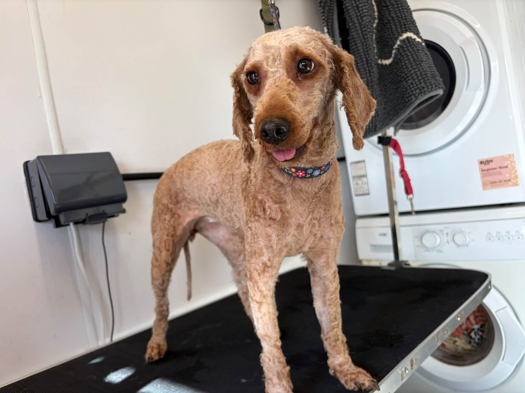 Freshly groomed curly brown dog